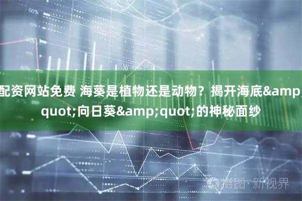 配资网站免费 海葵是植物还是动物？揭开海底"向日葵"的神秘面纱